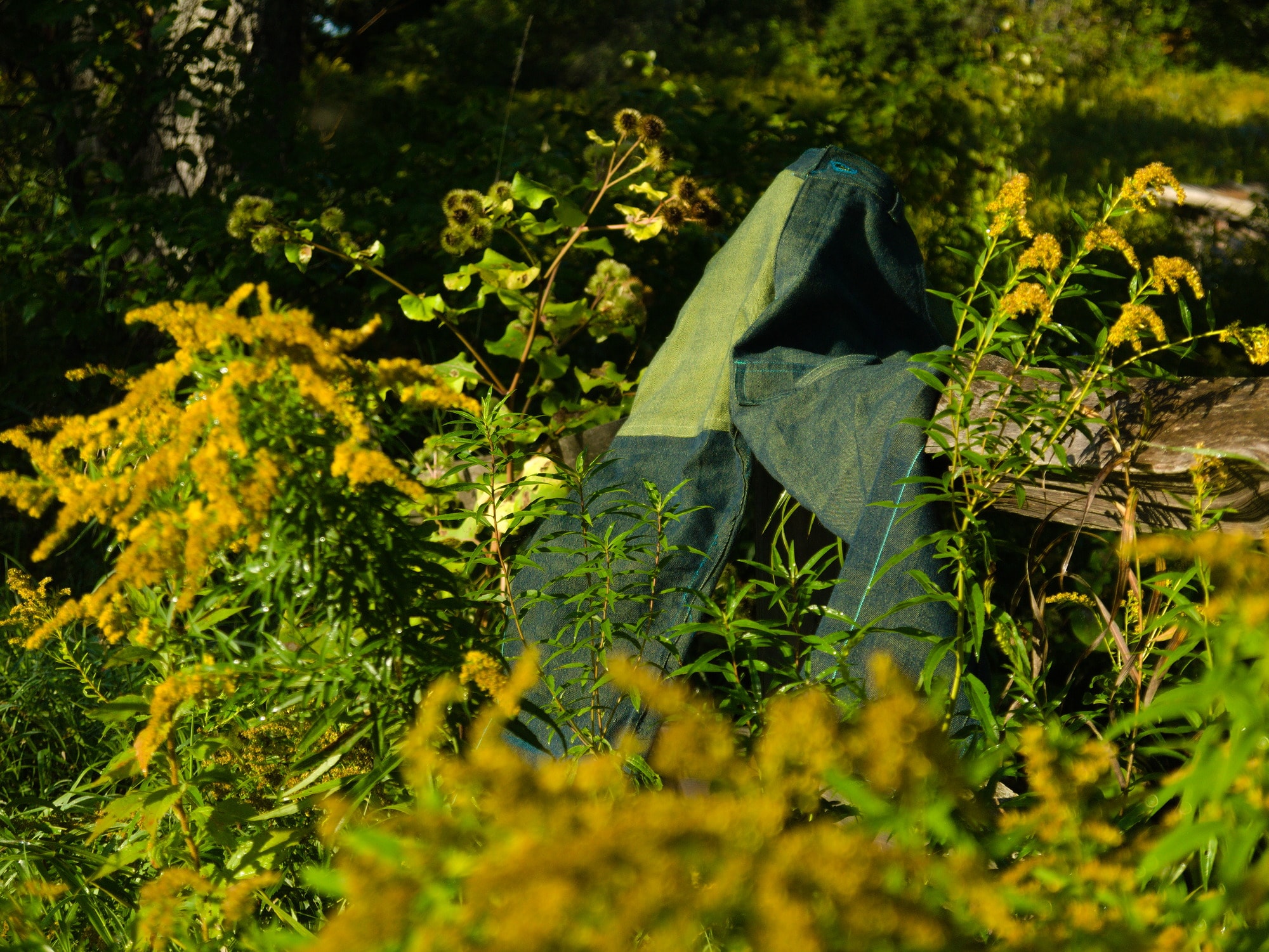 horizontal sunlight on a field of goldenrod. in the middle is a pair of pants draped over a wooden fence.